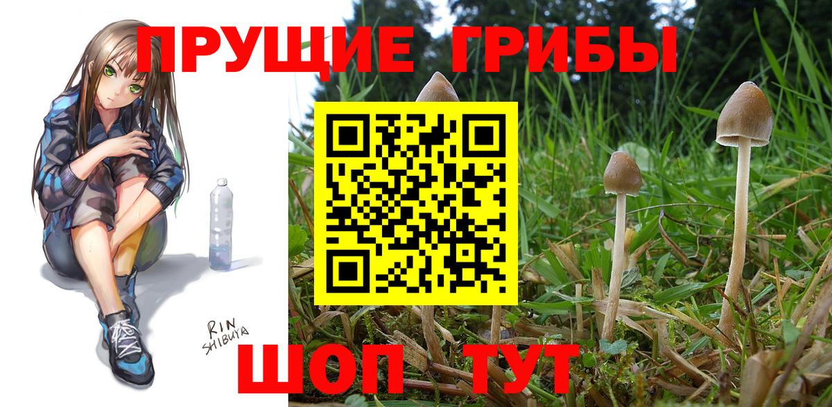 Псилоцибиновые грибы мицелий Коммунар